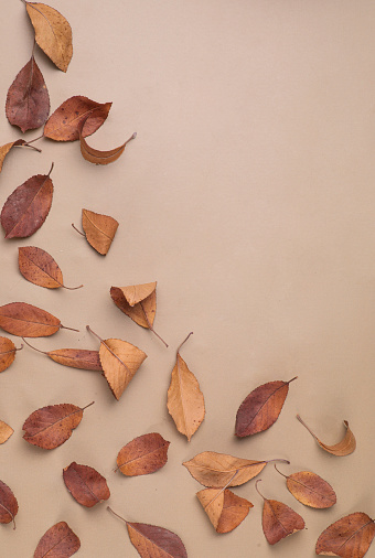 Flat lay composition pattern of autumn leaves , Natural nude, beige background