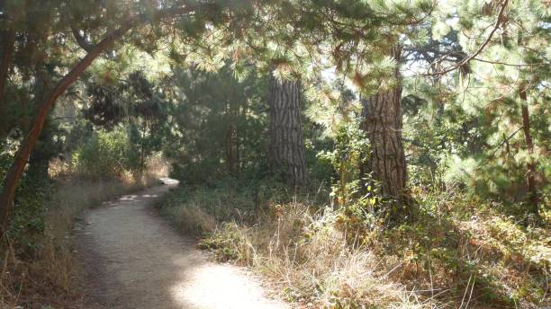 istock Path in forest or wood, trail in grove. Coniferous pine cypress tree. California 1414905089