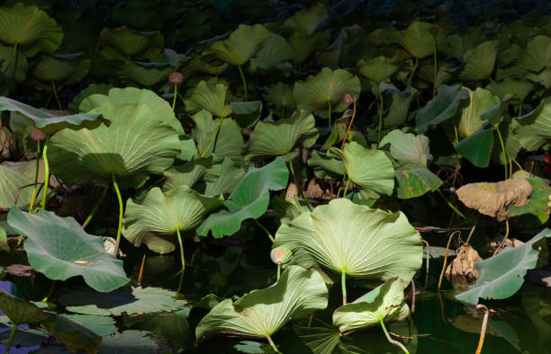 feuille de lotus de l’étang - pond water lily water drop photos et images de collection