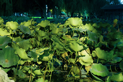 pond lotus leaf