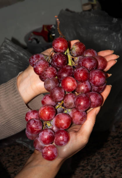 uva rossa - grape red grape red farmers market foto e immagini stock