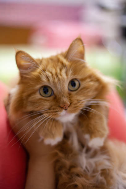 Ginger cat portrait stock photo