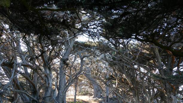 숲이나 나무의 길, 숲의 흔적. 수분이 많은 소나무 사이프러스 나무. 캘리포니아 - twisted branch tree california 뉴스 사진 이미지