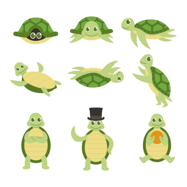 ilustrações, clipart, desenhos animados e ícones de conjunto de desenho animado de tartaruga marinha bonito ilustração vetorial animal - terrapin