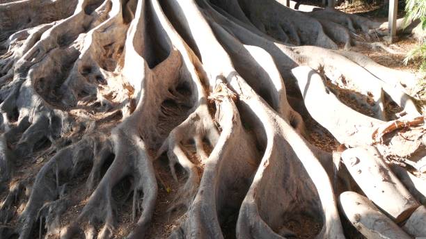 roots of big huge old tree in jungle forest rainforest. giant magnolia, like fig - twisted tree california usa imagens e fotografias de stock