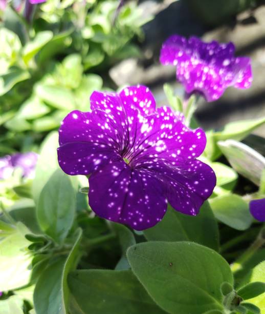 istock Tropical Purple Flower 1414906192