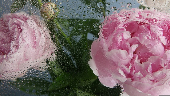 Partly open pink peony and stem with raindrops