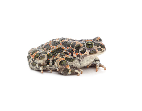 One big spotted frog isolated on a white background.