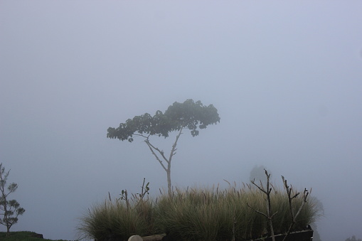 A small tree among the bushes in the mist.