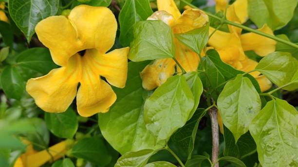 istock Dolichandra unguis-cati flower in park 1414910081