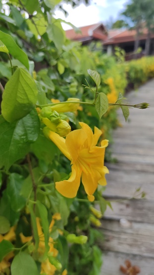 Flor de Dolichandra unguis-cati en el parque photo