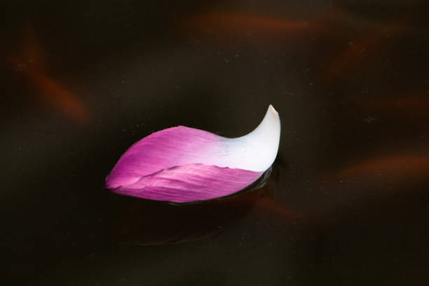 Pink water with ripples on the surface. Defocus blurred transparent blue colored clear calm water surface texture with splashes and bubbles. Water waves with shining pattern texture background.