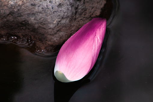 close-up of lotus petals