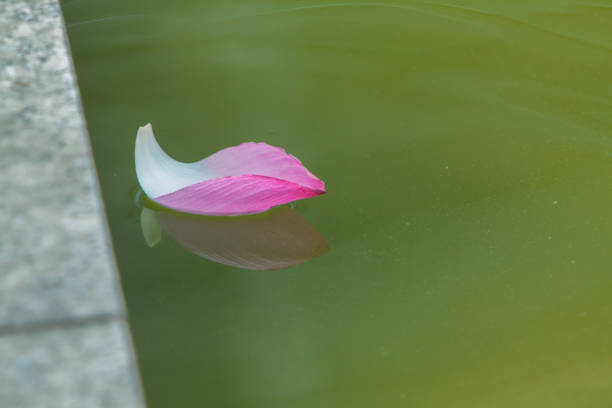 close-up of lotus petals
