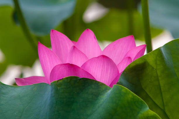 바하이 아이리스입니다 - lotus flower single flower red 뉴스 사진 이미지