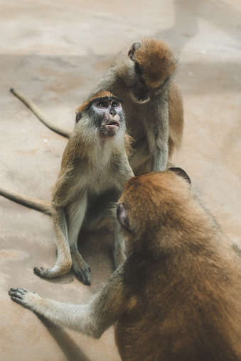 patas monkey images