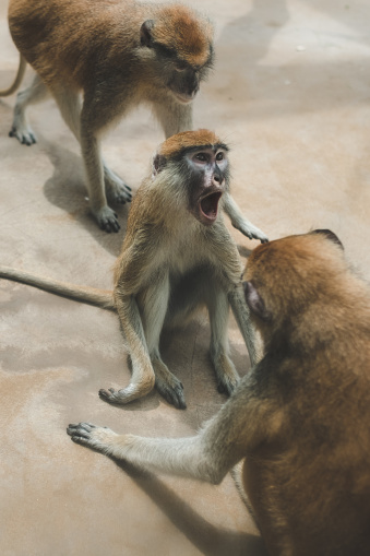 patas monkey images