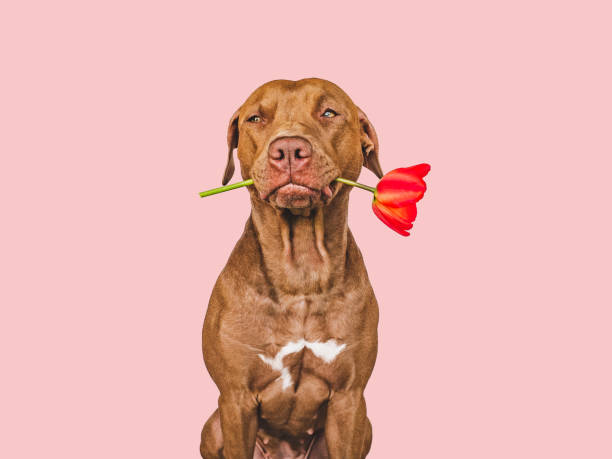 istock Lovable, pretty brown puppy and bright flowers 1414912293