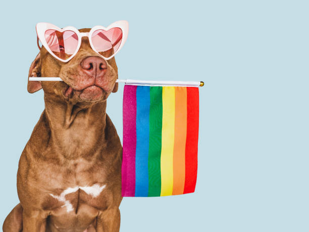 istock Lovable, pretty dog and Rainbow Flag. Closeup 1414912359