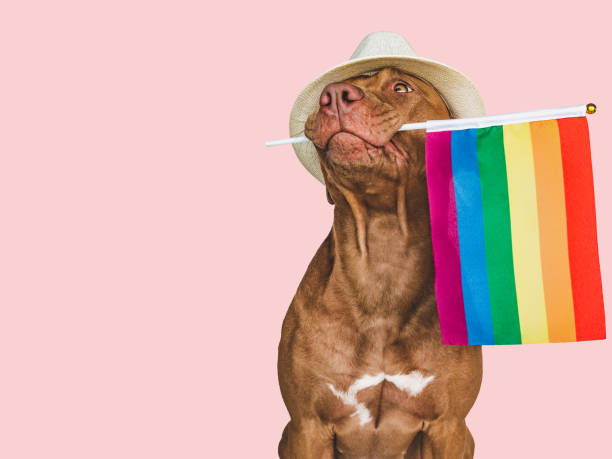 istock Lovable, pretty dog and Rainbow Flag. Closeup 1414912376