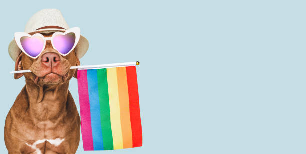 istock Lovable, pretty dog and Rainbow Flag. Closeup 1414912395