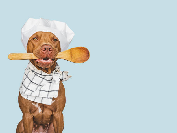 Pretty, lovable brown puppy and white chef's hat