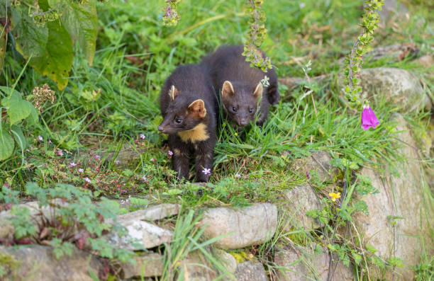 istock European Pine Marten kits 1414915570