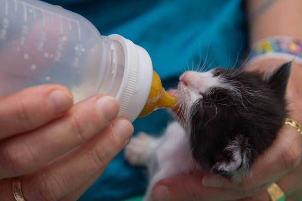 giving the bottle with milk to the kitten - kitten newborn animal domestic cat feline imagens e fotografias de stock