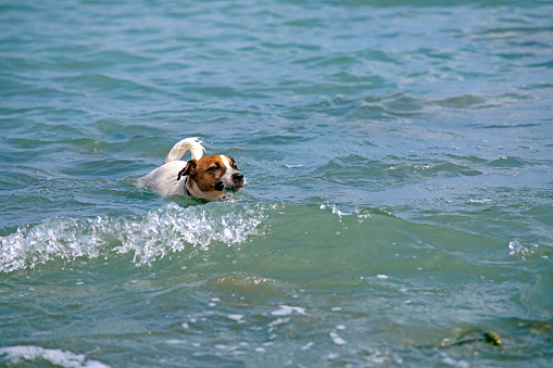 cute jack russell terrier learn to swim in the sea family vacation