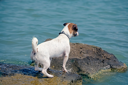 cute jack russell terrier stands on a wet stone in the sea on a sunny day and waits for the owner. family holiday.