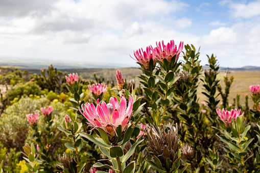 Pink protea flowers blooming in the wild in the Overber region of South Africa.