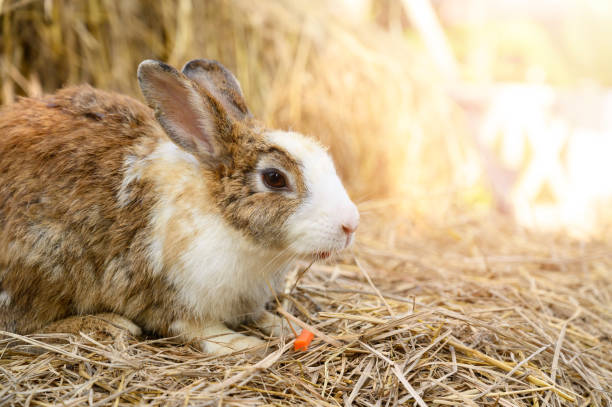 istock Cute rabbit bunny domestic pet on straw. Rabbit farm. 1414920577