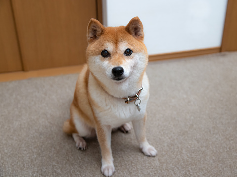 Studio shot of Basenji dog standing in posture over grey planks background