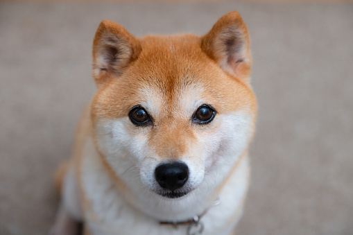 Qute Shibainu