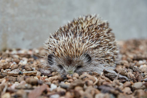 istock European hedgehog portrait 1414924348