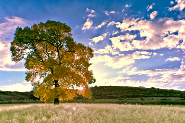 Infrared landscape photos taken in various countries