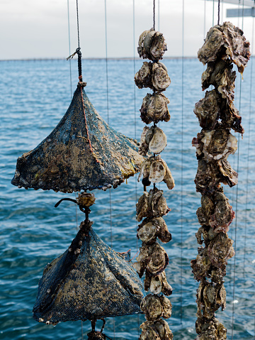 Oyster-farming activity represented by two step of the oyster growing, spat and adult. On the background can be seen the complete oyster table between the blue of the sea and the cloudy sky.