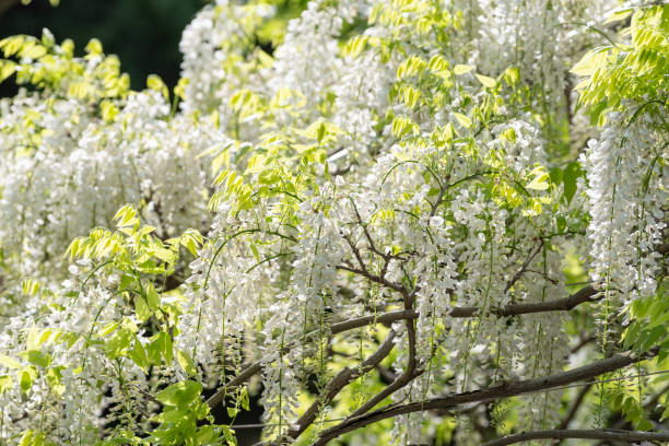 flor wisteria - efflorescent - fotografias e filmes do acervo