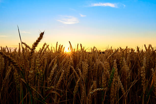 istock Golden field with ripe wheat ear 1414925707