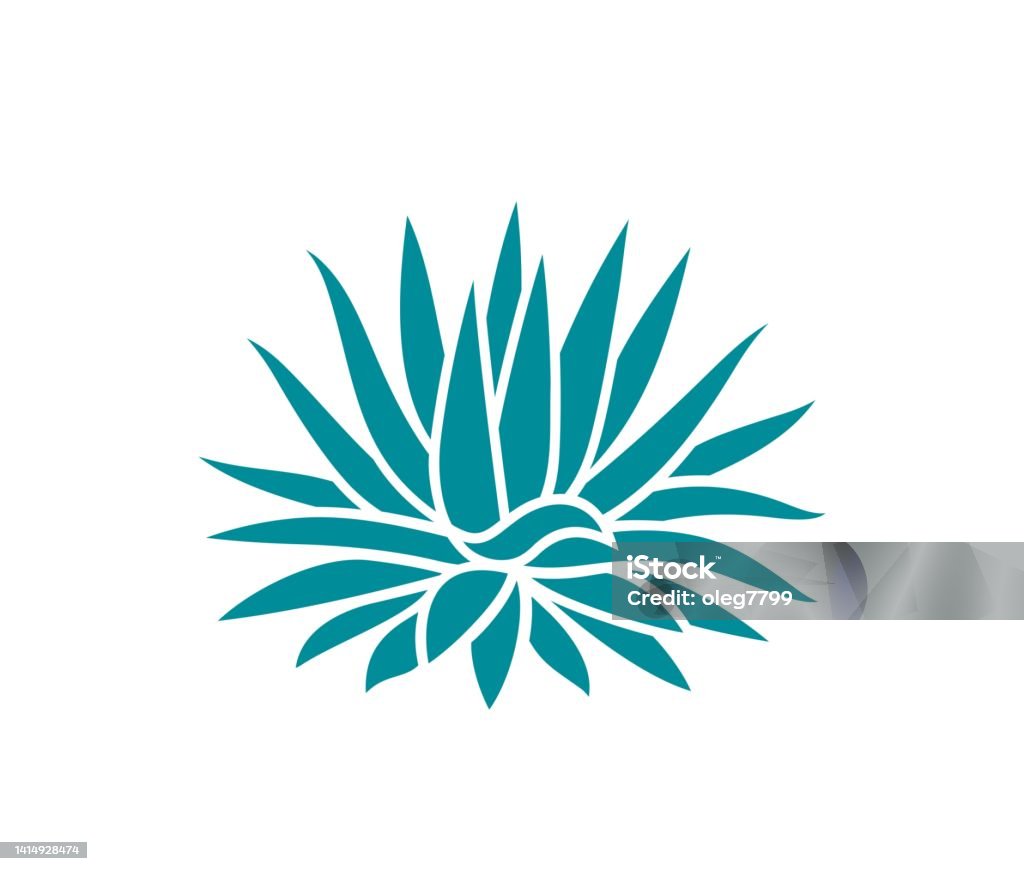 Blue Agave Isolated Agave On White Background Stock Illustration