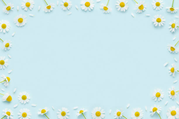 istock Chamomile flowers and petals frame border on blue background top view 1414929557
