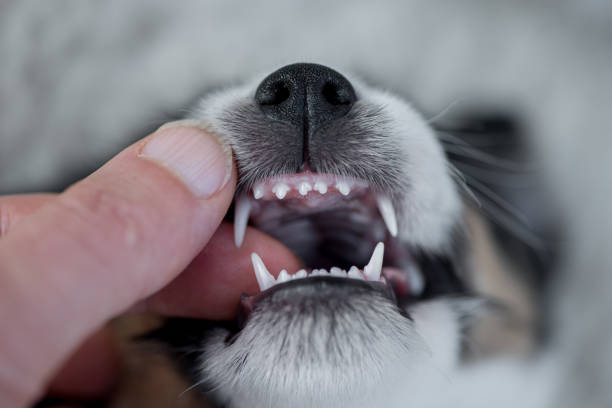 Dental control - puppy 5,5 weeks old -  correct scissor bite  of a small young Jack Russell Terrier doggy Dental control - puppy dog 5,5 weeks old -  correct bite of a small young Jack Russell Terrier doggy animal lips photos stock pictures, royalty-free photos & images