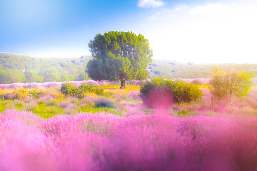 Lavender Fields isparta for Turkey