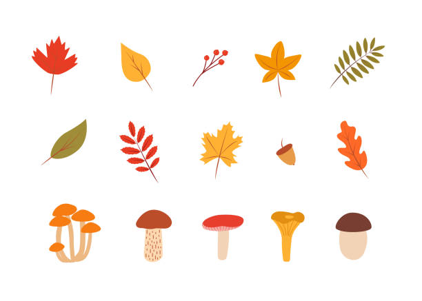 落書き秋色の木の葉とキノコのセット、秋のコンセプト、ベクターイラスト。 - edible mushroom food fungus isolated点のイラスト素材／クリップアート素材／マンガ素材／アイコン素材