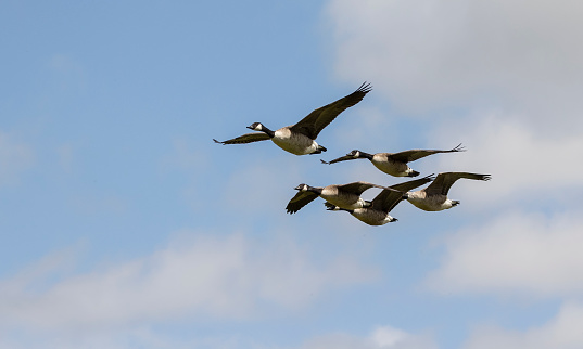 Flock of Canada geese scientific name  Branta canadensis in flight