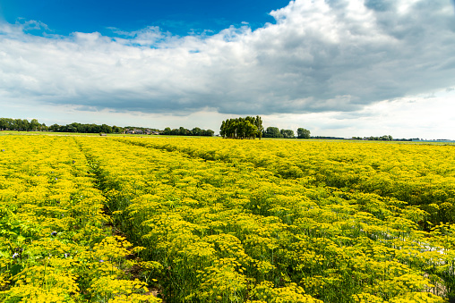 Dill plants flower yellow against a blue sky with some white clouds. The photo was taken at a summer day in a Dutch field in the province of South Holland