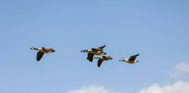 istock Canadian geese in flight 1414933644