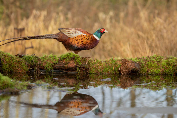 macho faisán común - pheasant hunting feather game shooting fotografías e imágenes de stock