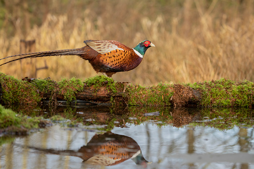 male Ringneck Pheasant, scientific name Phasianus colchicus close up warm light