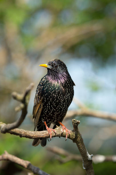 istock Common European starling summer plumage 1414933786